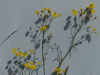 Mouse-ear hawkweed