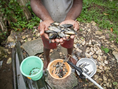 Mozambique tilapia