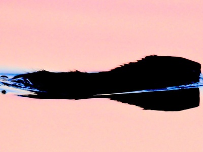 Muskrat