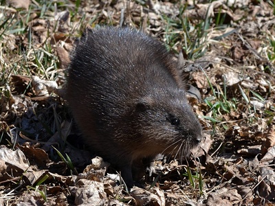 Muskrat