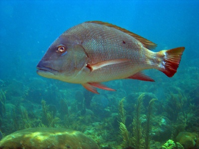 Mutton snapper