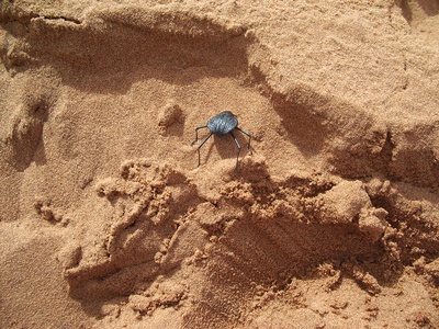 Namib dune beetle