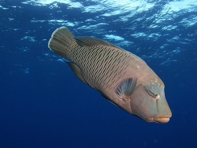 Napoleon wrasse