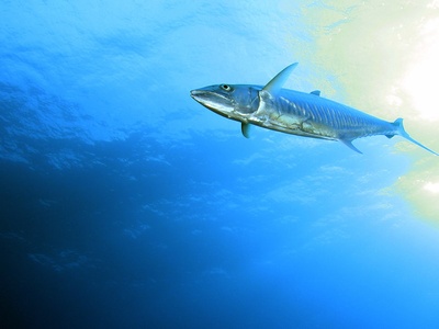 Narrow-barred Spanish mackerel