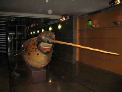Narwhal