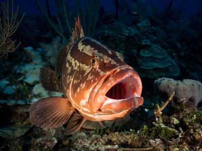 Nassau grouper