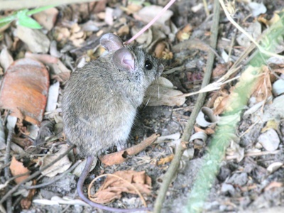 Natal multimammate mouse