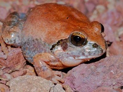 Natal Sand Frog