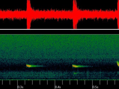 Nathusius' pipistrelle