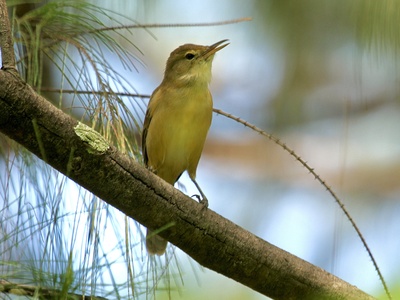 Nauru reed warbler
