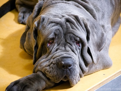 Neapolitan Mastiff
