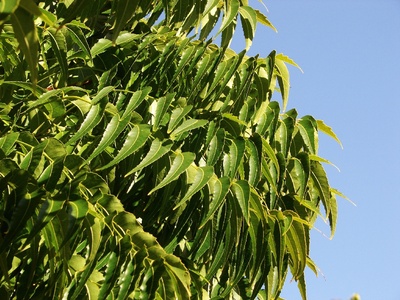 Neem