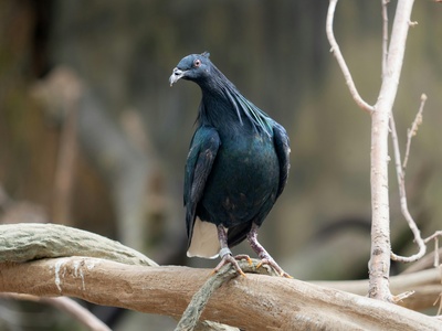 Nicobar Pigeon
