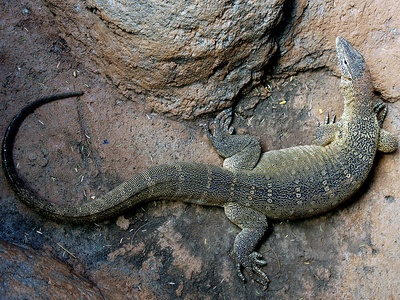 Nile monitor