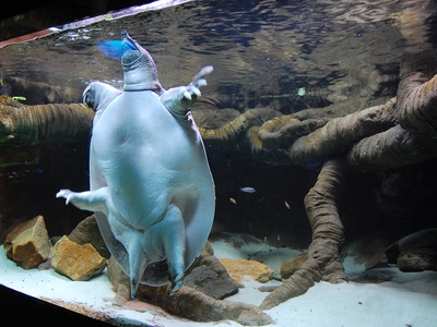Nile softshell turtle
