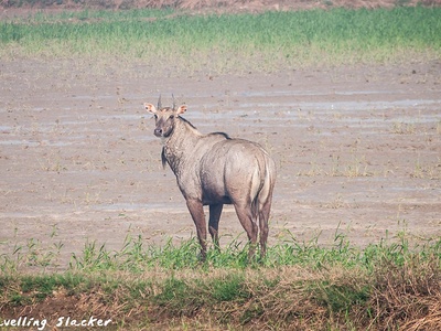 Nilgai