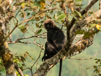 Nilgiri langur