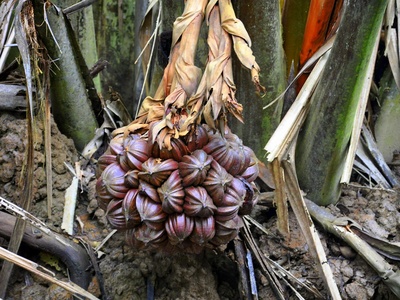 Nipa palm