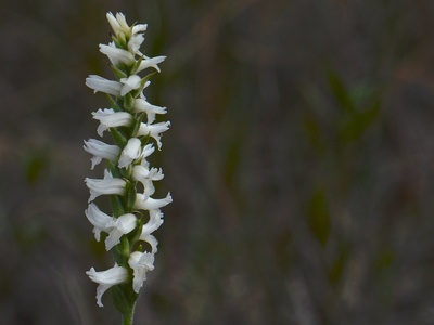 Nodding ladies'-tresses