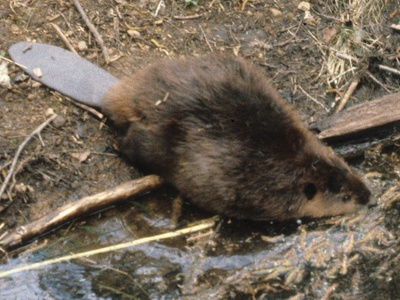 North American beaver
