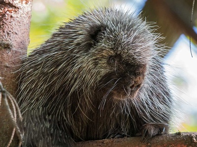North American porcupine