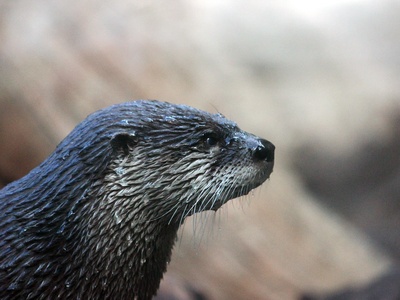 North American river otter