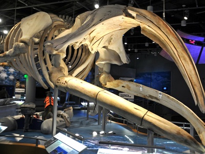 North Atlantic right whale