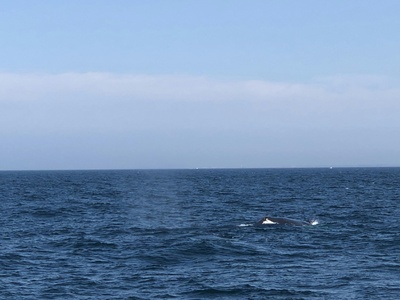 North Atlantic right whale