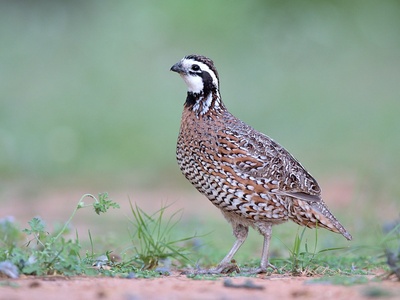Northern bobwhite