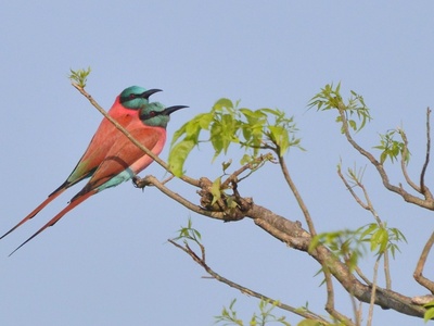 Northern carmine bee-eater