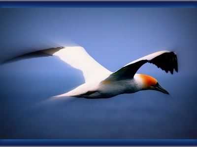 Northern gannet