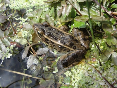 Northern leopard frog