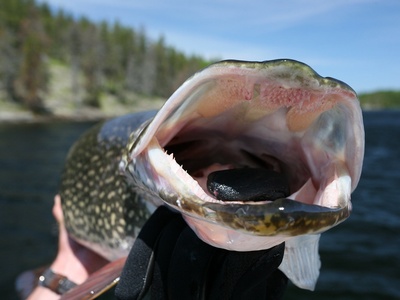 Northern pike