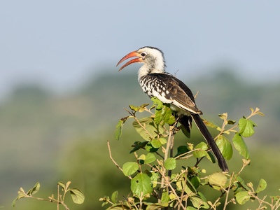 Northern red-billed hornbill