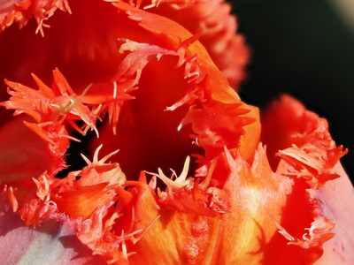 Northern red anemone