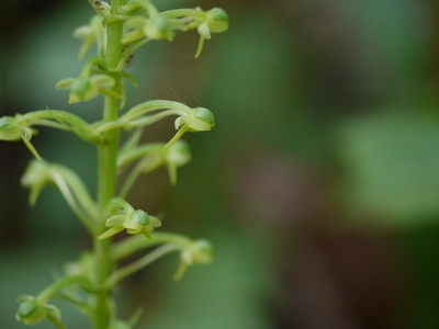 Northern rein-orchid