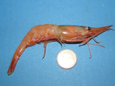 Northern shrimp