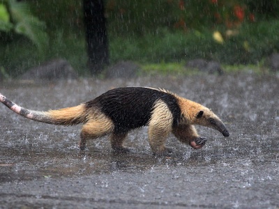 Northern tamandua