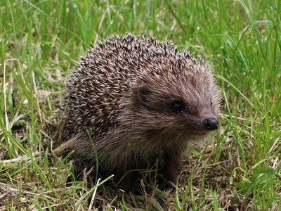 Northern white-breasted hedgehog
