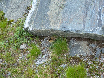 Norway lemming