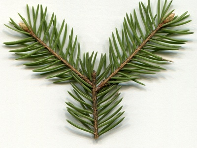 Norway spruce
