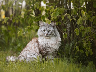 Norwegian Forest Cat