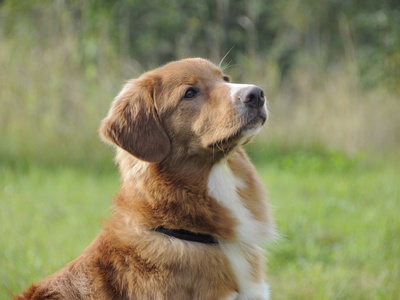 Nova Scotia Duck Tolling Retriever