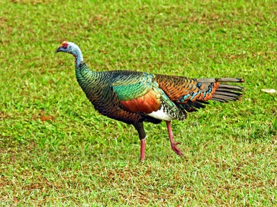 Ocellated Turkey