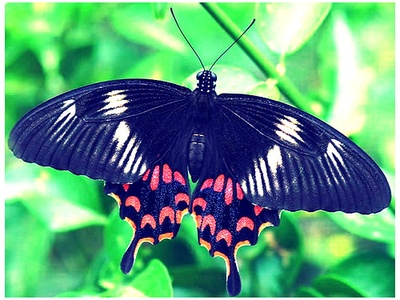 Old World swallowtail