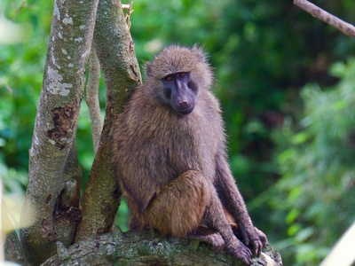 Olive Baboon