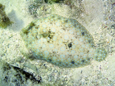 Olive flounder