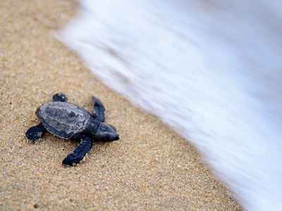 Olive ridley turtle