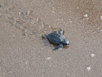 Olive ridley turtle
