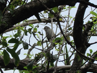 Olive white-eye